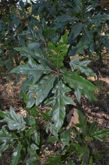 Quercus × ludoviciana