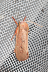 Cryptophasa rubescens