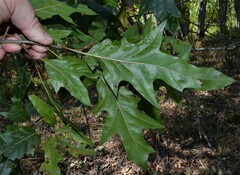 Quercus × ludoviciana