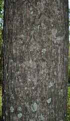 Quercus × ludoviciana