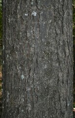 Quercus × ludoviciana