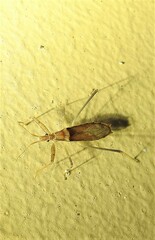 Sastrapada australica