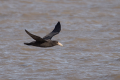 Macronectes giganteus