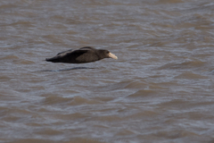 Macronectes giganteus