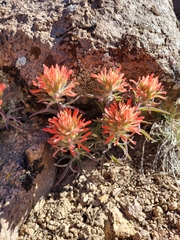 Castilleja chromosa