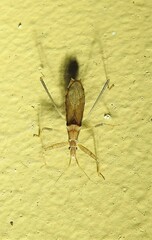 Sastrapada australica