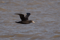 Macronectes giganteus