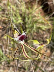 Caladenia tentaculata