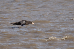 Macronectes giganteus