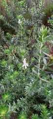 Westringia fruticosa