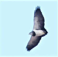 Geranoaetus melanoleucus