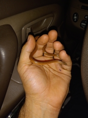 Virginia valeriae elegans