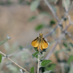 Copaeodes aurantiaca