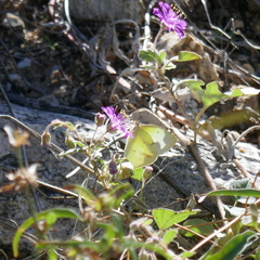 Abaeis mexicana