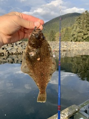 Citharichthys sordidus