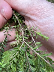 Triplarina nowraensis