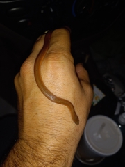 Virginia valeriae elegans