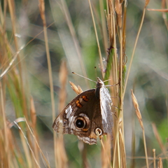 Junonia grisea