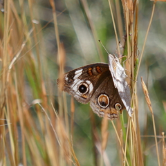 Junonia grisea