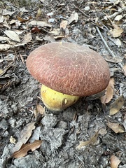 Butyriboletus querciregius