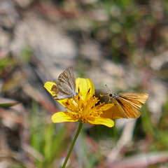 Hemiargus ceraunus