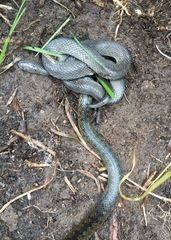 Atractus crassicaudatus