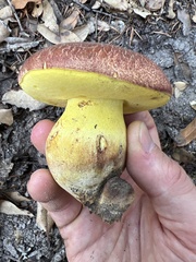 Butyriboletus querciregius