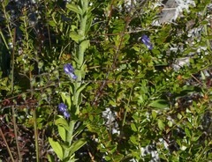 Trichostema suffrutescens