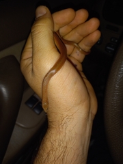 Virginia valeriae elegans