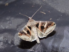 Melipotis florida