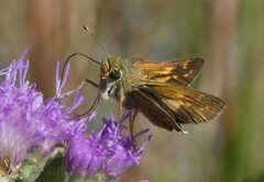 Hesperia attalus slossonae