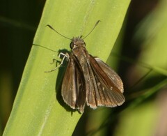 Oligoria maculata