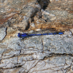 Argia extranea