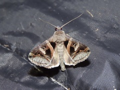 Melipotis florida