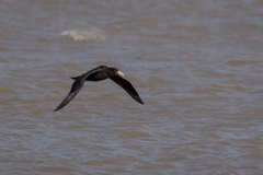 Macronectes giganteus