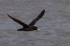 Macronectes giganteus