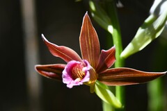 Phaius australis