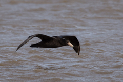 Macronectes giganteus