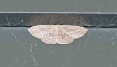 Cyclophora myrtaria