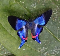 Rhetus dysonii psecas