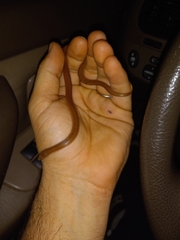 Virginia valeriae elegans