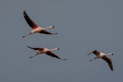 Phoenicopterus chilensis