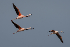 Phoenicopterus chilensis