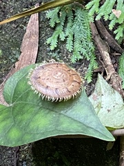 Plectotropis mackensii