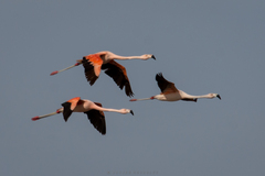 Phoenicopterus chilensis