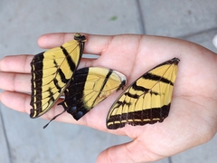 Papilio multicaudata multicaudata
