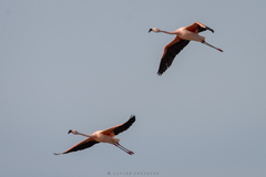 Phoenicopterus chilensis