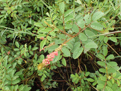 Indigofera hirsuta