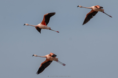 Phoenicopterus chilensis