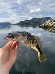 Leptocottus armatus